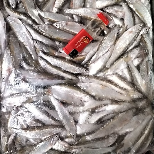 杜尔伯特大量批发餐条