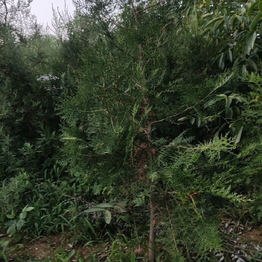 洛南县精品侧柏