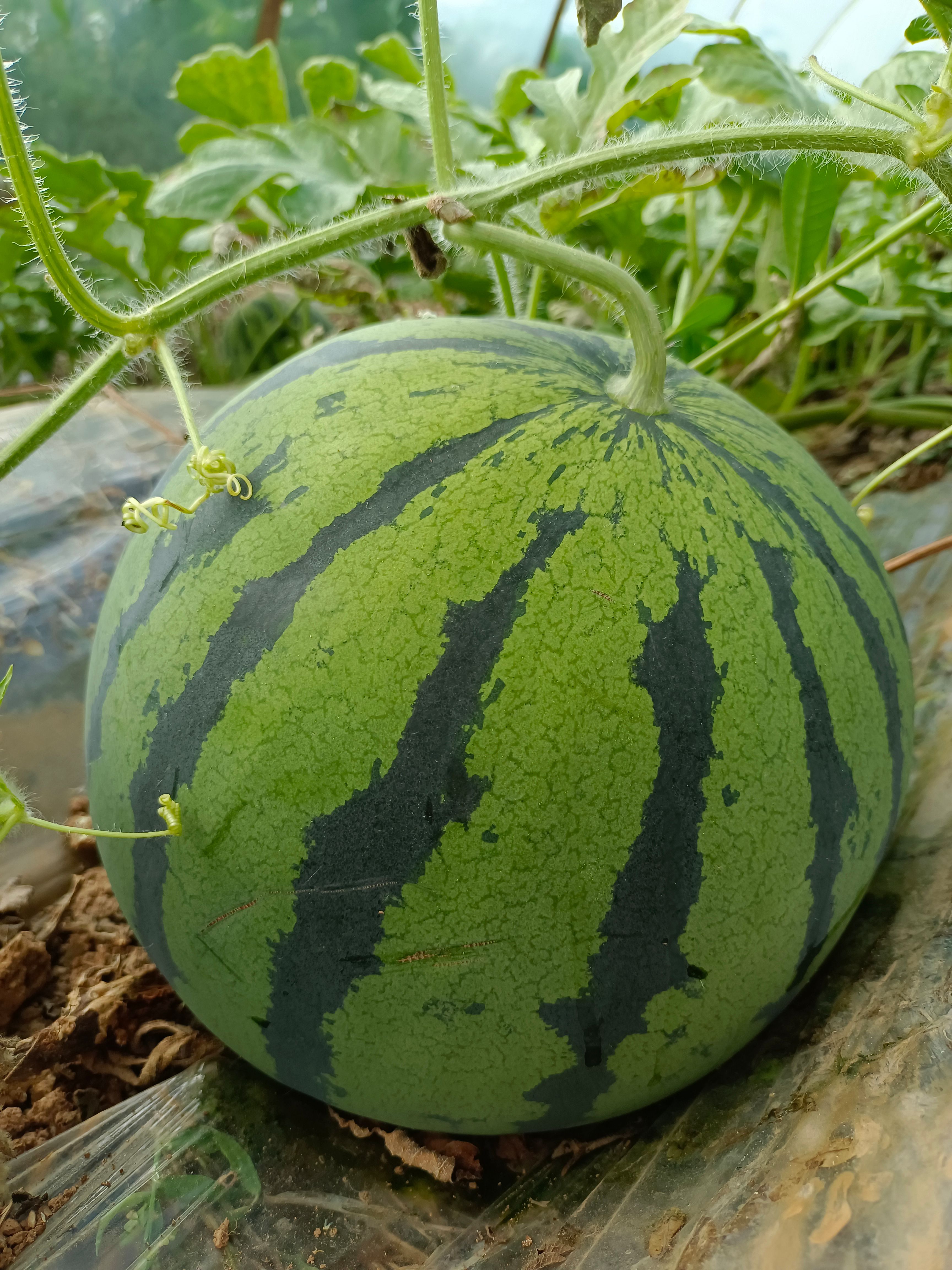 凉山西昌德昌麒麟瓜 二茬