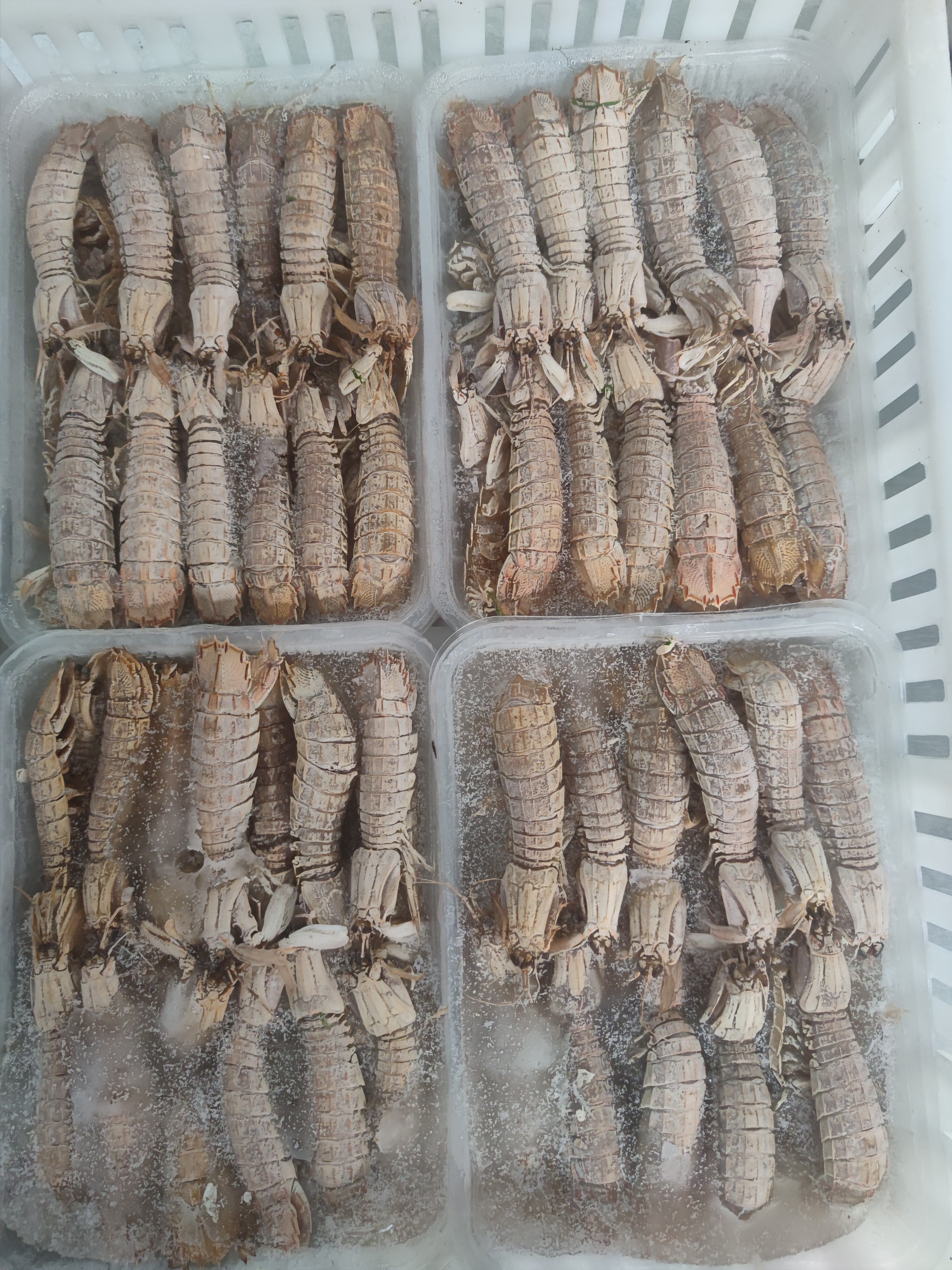 熟冻皮皮虾 电商 自助餐 专用