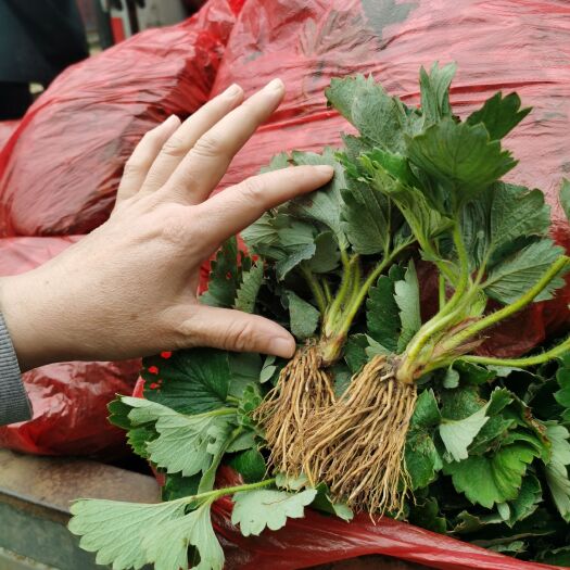 泰安章姬奶油草莓苗繁育基地 根系发达的章姬草莓苗提供种植技术