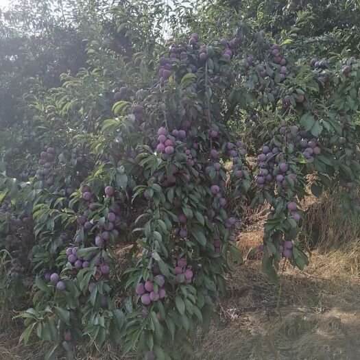 古蔺县高山脆红李，用农家肥种植的，颜色好，味道美！