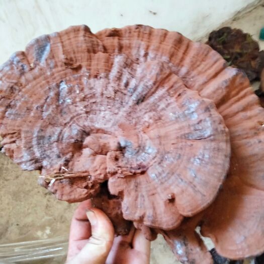 崇左广西小明山灵芝