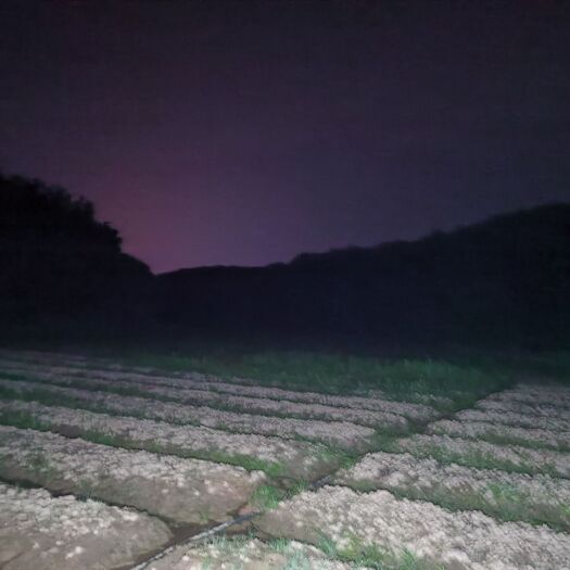 茂名葱仔批发收购，请需要的老板联系我，直供批发，没有中间商赚差价