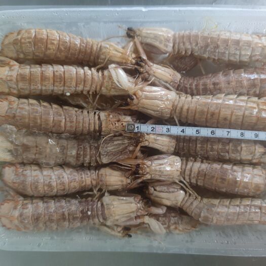 连云港熟冻皮皮虾 电商 自助餐 专用