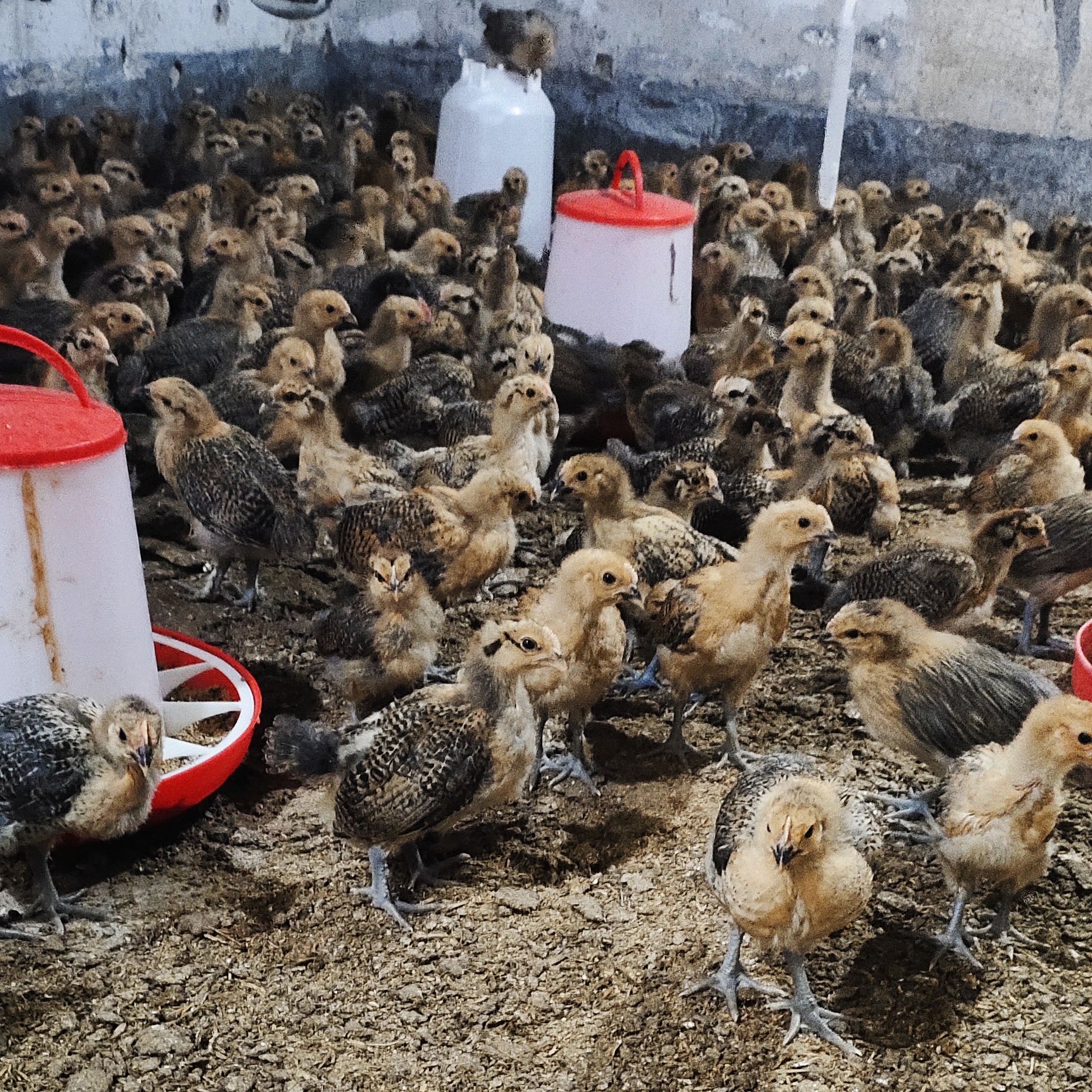 脱温鸡苗大量供应优质苏禽脱温土鸡苗中鸡苗半斤左右小鸡苗架子鸡