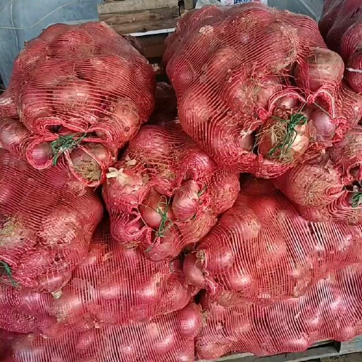 潍坊精品紫圆葱，保证没有烂货