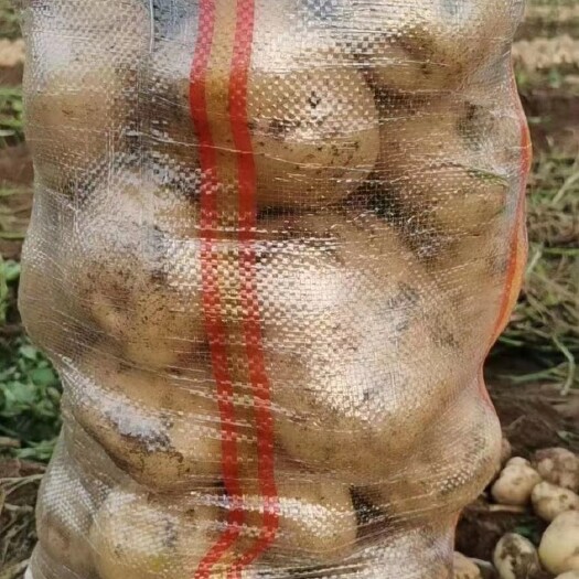 绥中县土豆，中暑黄皮黄心大量上市了个大皮毛亮暑型正