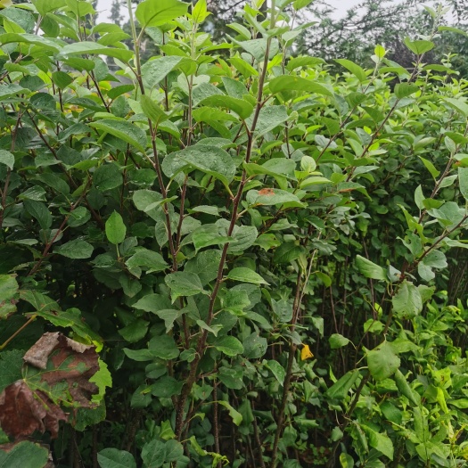 嵩明县红富士苹果树苗