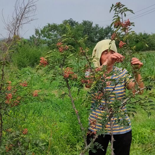洛阳鲜湿花椒，树上现摘发货，味麻味香