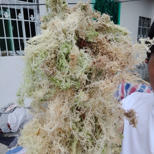 冕宁县优质小花水苔