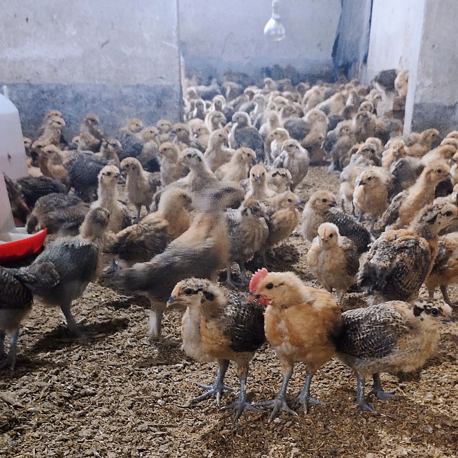 脱温鸡苗大量供应优质苏禽脱温土鸡苗中鸡苗半斤左右小鸡苗架子鸡