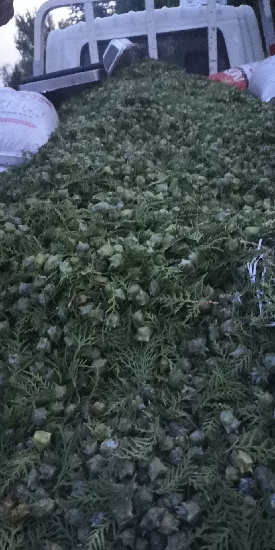 柏树籽