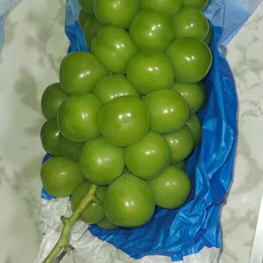 潜江市阳光玫瑰大量供应