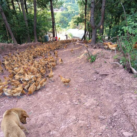 芷江县高山放养土鸡