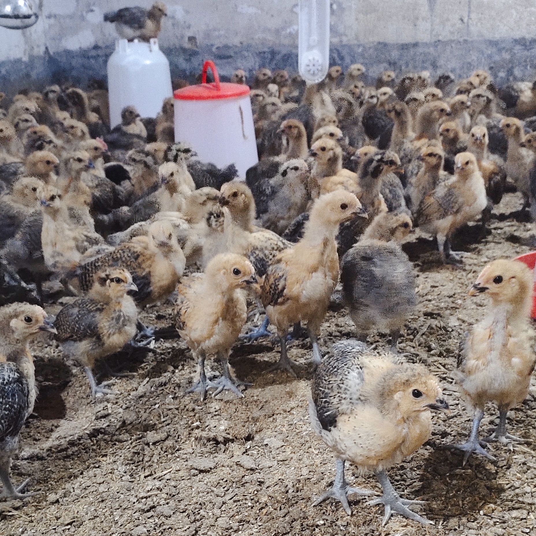 脱温鸡苗大量供应优质苏禽脱温土鸡苗中鸡苗半斤左右小鸡苗架子鸡