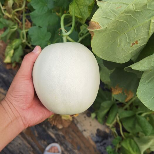 滑县冰清玉菇