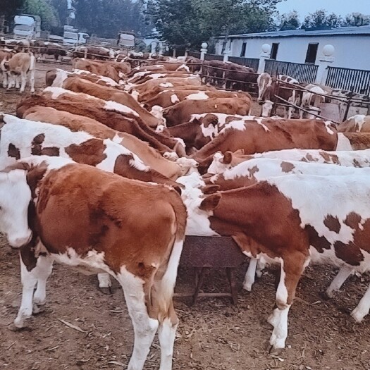 嘉祥县西门塔尔牛养殖肉牛养殖场牛犊多少一头