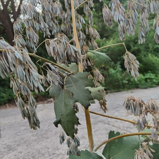 枞阳县博落回