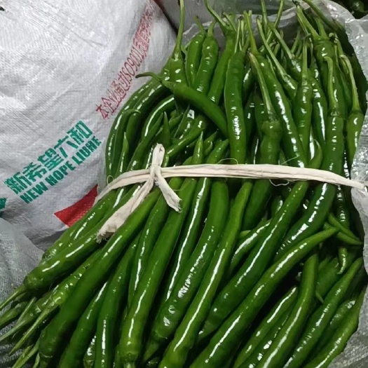 遵义贵州遵义本地二荆条辣椒