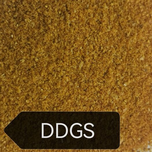 石家庄玉米酒糟DDGS