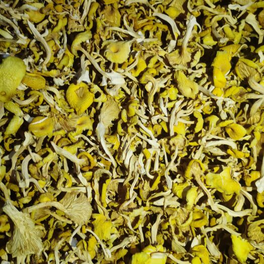 楚雄市鸡油菌榆黄蘑黄金菇干货，单条菇，产地直发，自然烘干