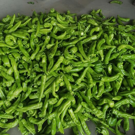應(yīng)縣大扁架豆王小金豆白不老青椒牛角羅絲椒線椒西紅柿