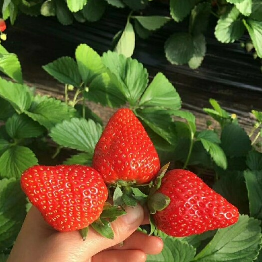 东海县脱毒草莓苗，种苗，红颜，久香，章姬，宁玉，越秀，甜