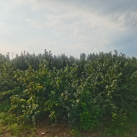 安丘市大榛子种植基地 一手货源 个大品质优 诚信经营 价格合理可议