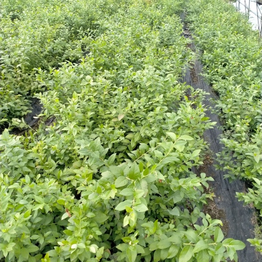 泰安泰安德雷博蓝莓苗价格 德雷博蓝莓苗品种介绍 蓝莓苗基地批发