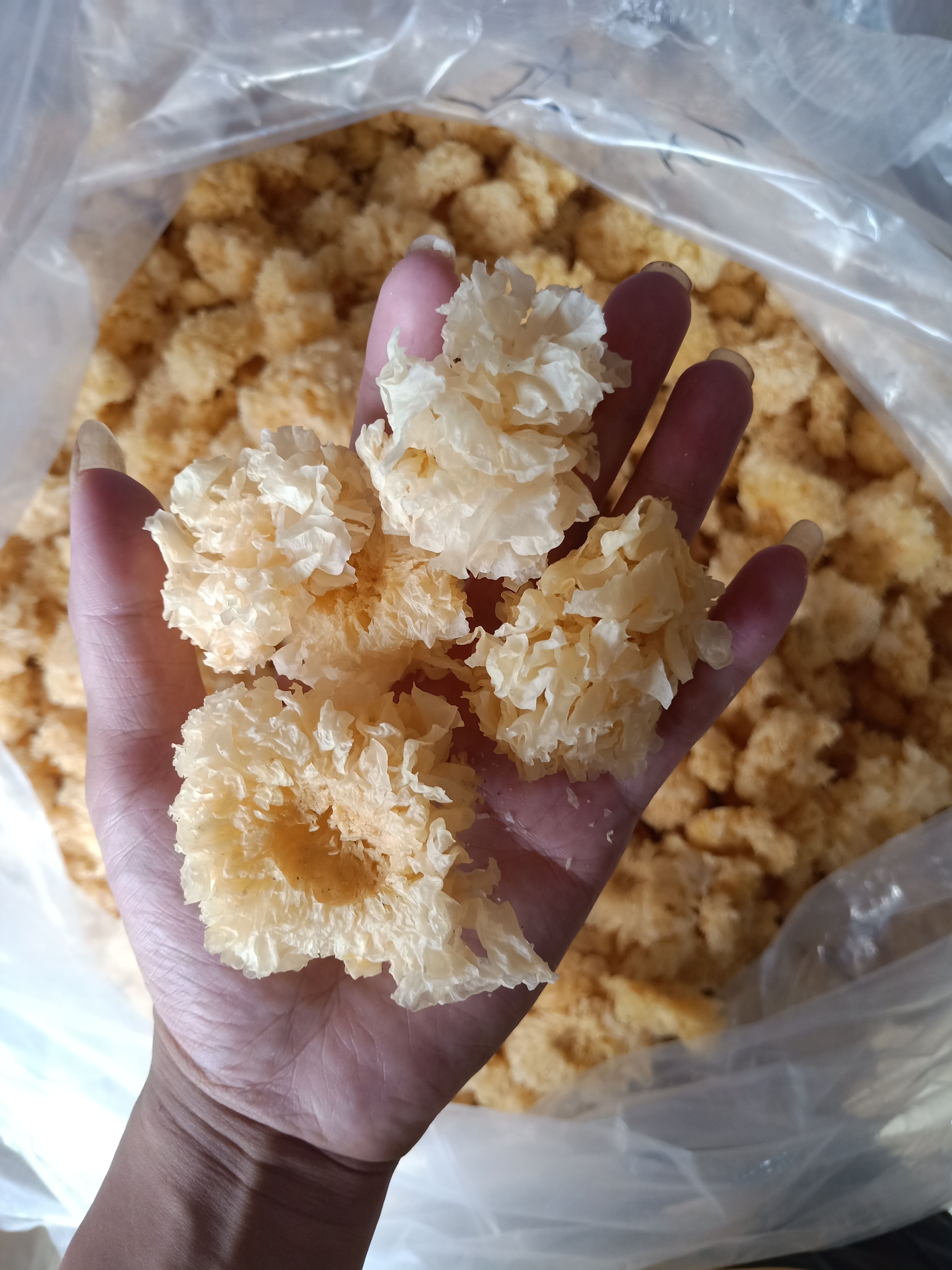 古田黄色仿椴木银耳，出胶快，胶质足各种规格支持定做