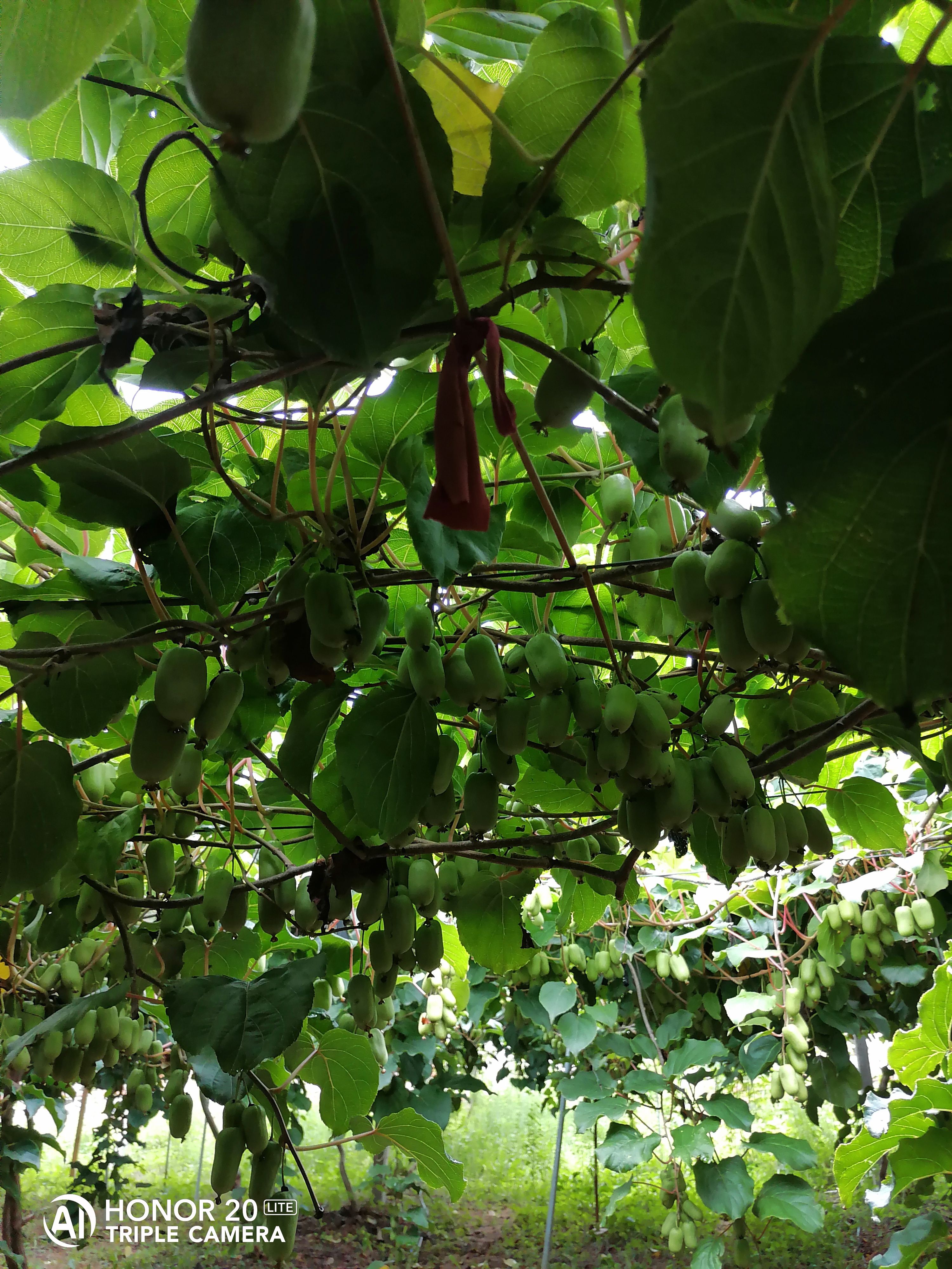 不打农药和除草剂的软枣猕猴桃