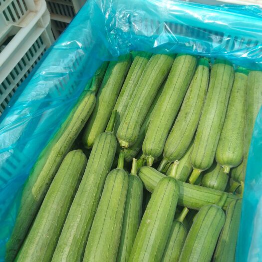 高青县精品丝瓜大量有货