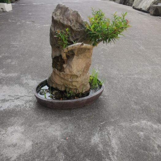 淳安县石栽盆景