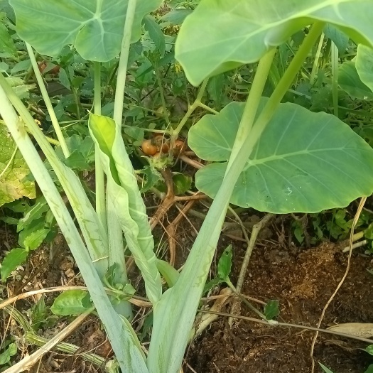 三都县广菜-白芋荷，广芋，只长苗不结芋头煮，炒，制作腌菜，广菜干等