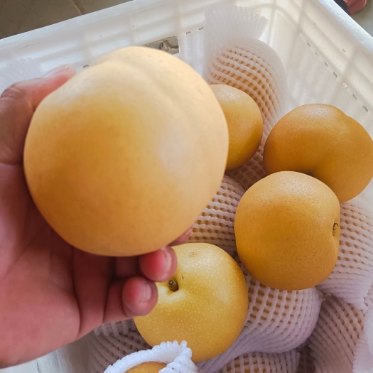 冠县冠县丰水梨大量现货欢迎，电商，市场，团购，等平台前来选购。