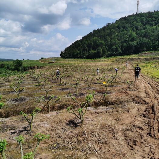 梓潼县100亩花椒地转租