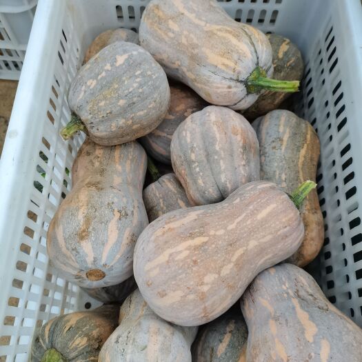 邹城市供花生南瓜，奶油南瓜