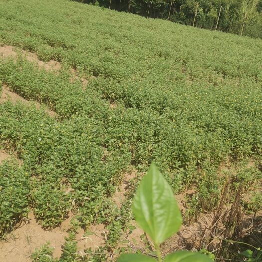 望江县新鲜马齿苋，鲜马齿苋