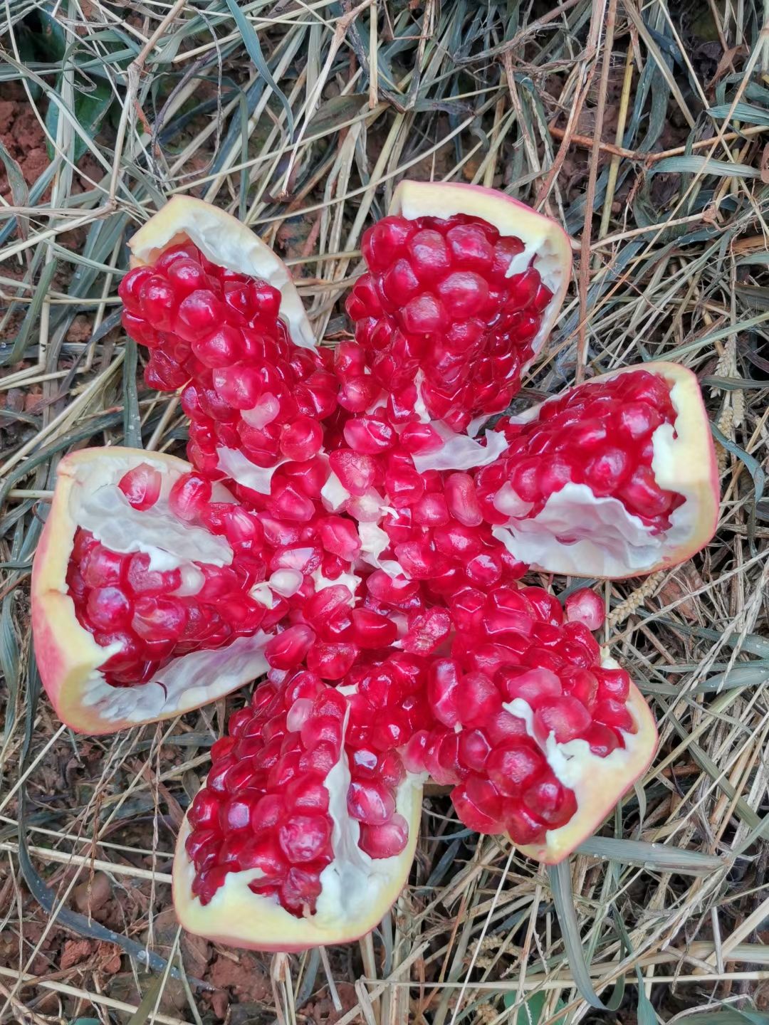 突尼斯