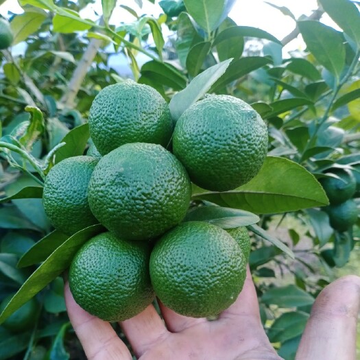 芒市柠檬