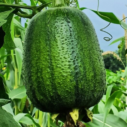 芦山县苹果丝瓜