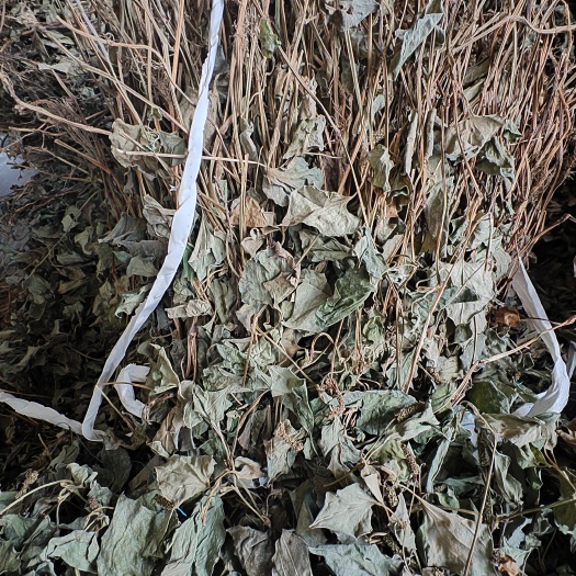 瓮安县鱼腥草。贵州山货。