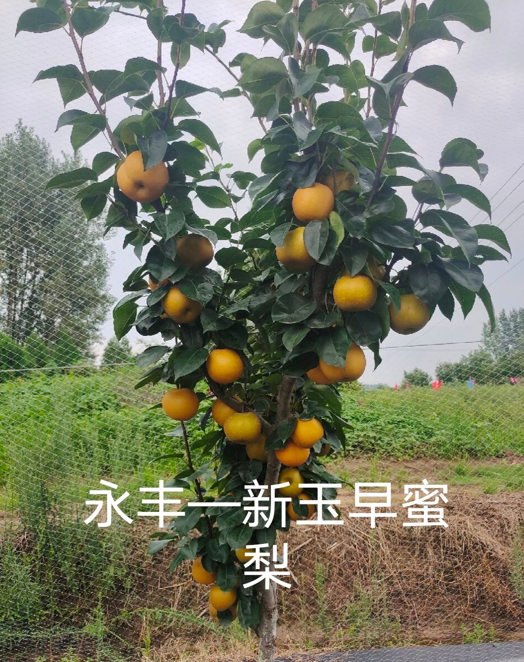 新玉早蜜梨，果品端正，肉质细腻，丰产性高，早熟梨中的首先！