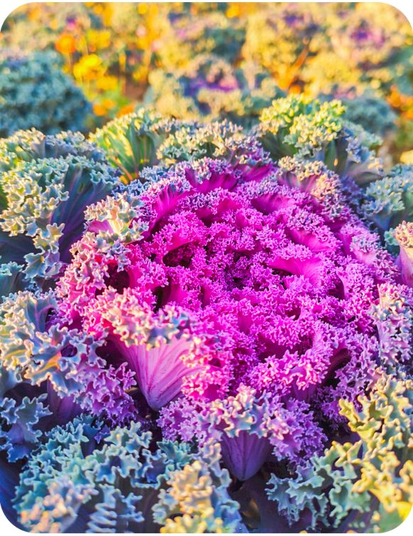 羽衣甘蓝种子耐寒春秋冬季节种植花坛绿化阳台盆栽室外打造花海