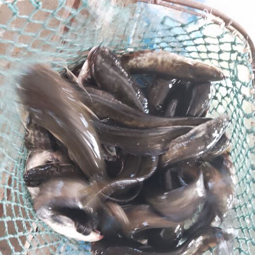 天然年鱼