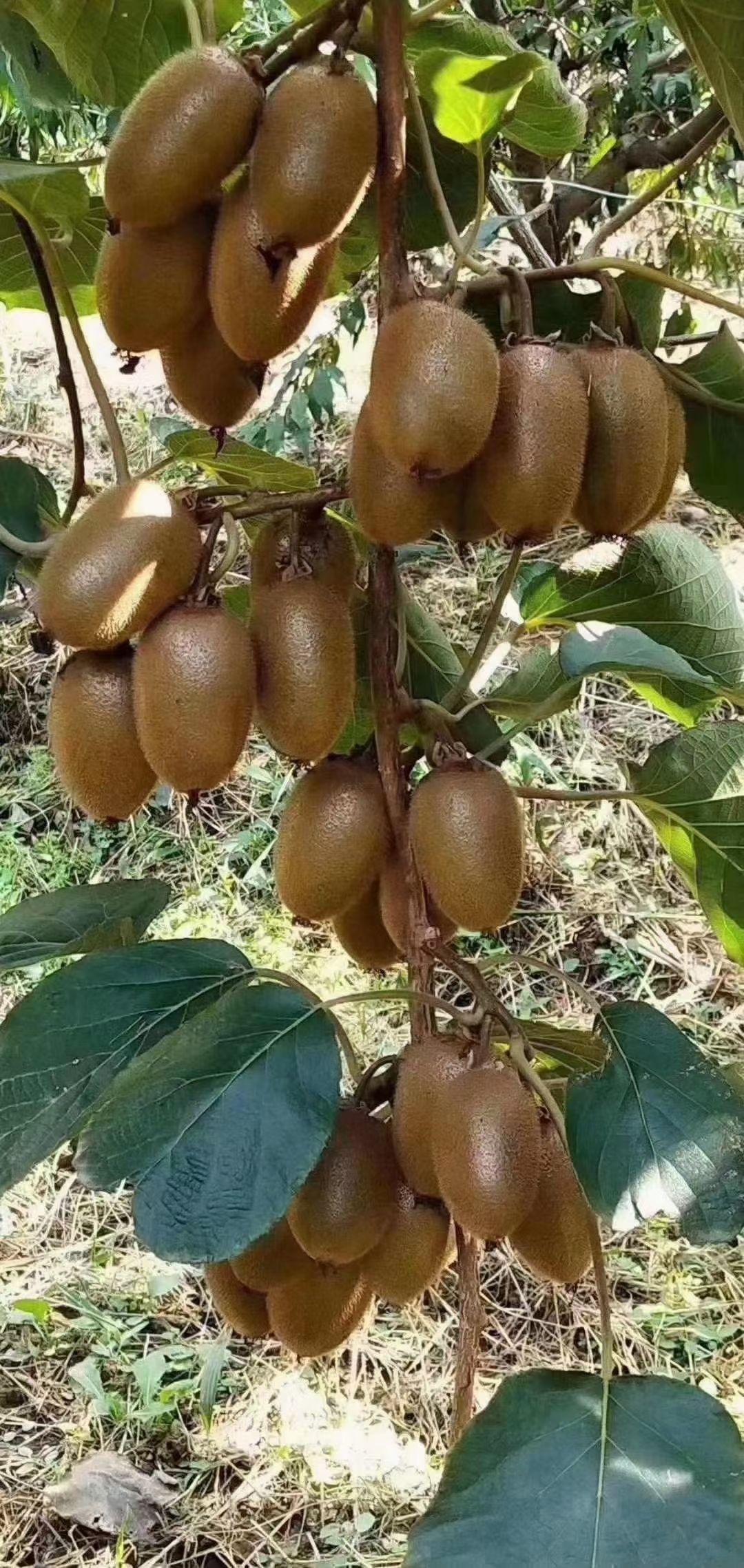 翠香猕猴桃 陕西周至猕猴桃新鲜水果当季整箱奇异果徐弥香猕猴桃