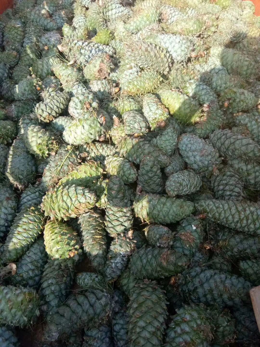 松果大量供应需要的老板请联系