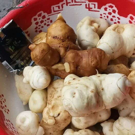 景东县十二年老黄精