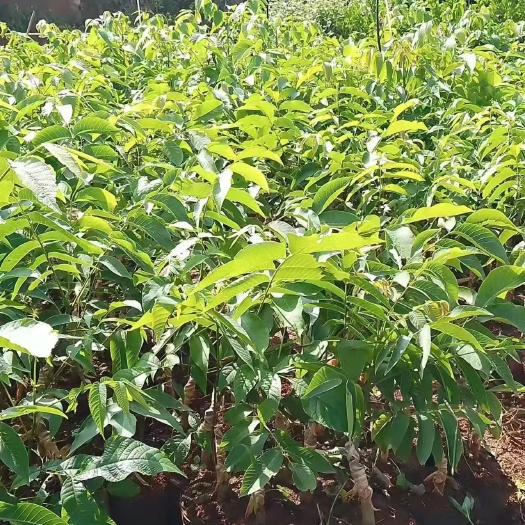 核桃苗 薄壳核桃苗 云新14 大袍核桃苗 香铃核桃苗新疆核桃